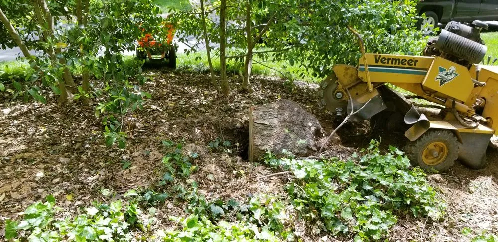 Affordable landscape installation in Charlotte, NC by Simple Stump