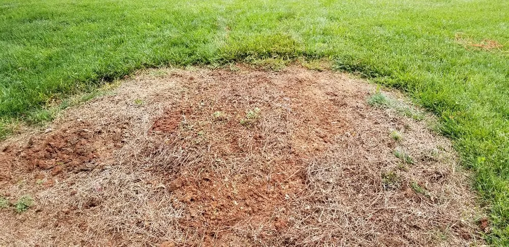 Local lawn care service experts serving Charlotte, NC - Simple Stump