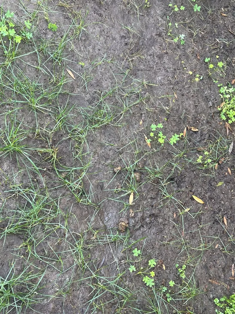 Trusted yard maintenance in Lemon Grove, CA by SimpleScape Lawn & Garden Maintenance