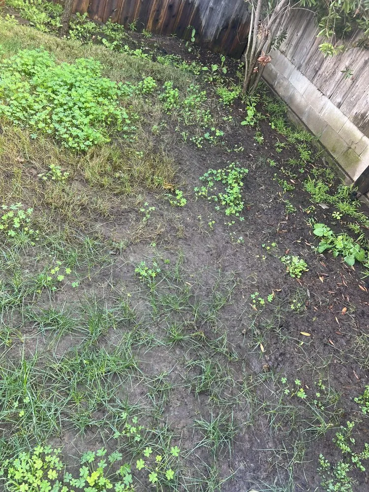 Reliable landscape design for year-round maintenance across Lemon Grove, CA - SimpleScape Lawn & Garden Maintenance