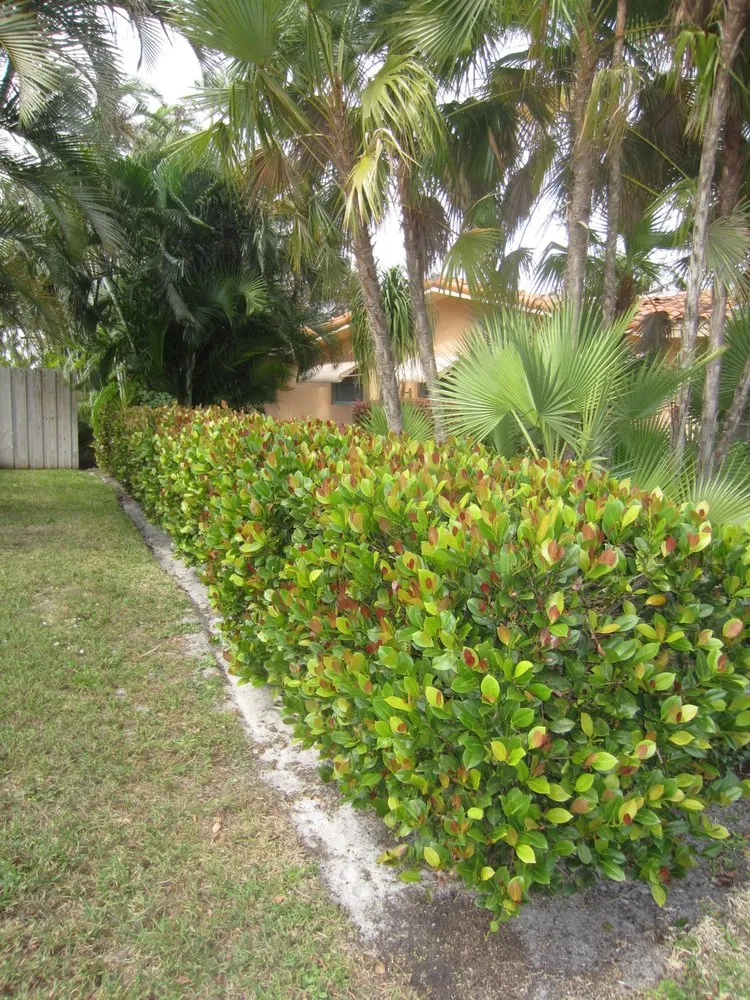 Custom landscape installation for outdoor upgrades across Miami, FL - Simplex- Design & Build
