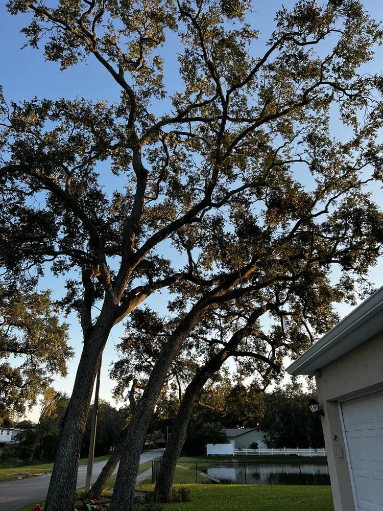 Reliable lawn mowing service experts serving Tarpon Springs, FL - Simplicity Landcare Solutions