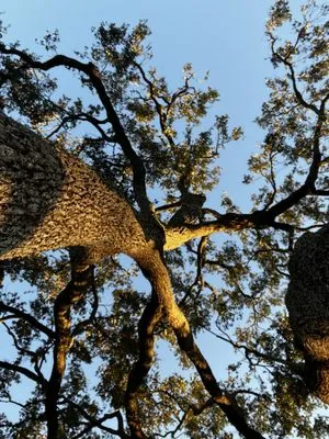 Simplicity Landcare Solutions Logo