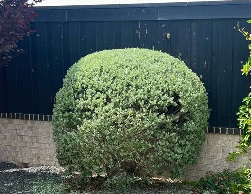 Simply Good Landscaping & Lawn Care Logo