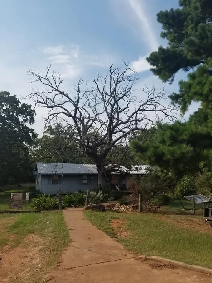 Reliable yard cleanup service in Tyler, TX by Simply Green