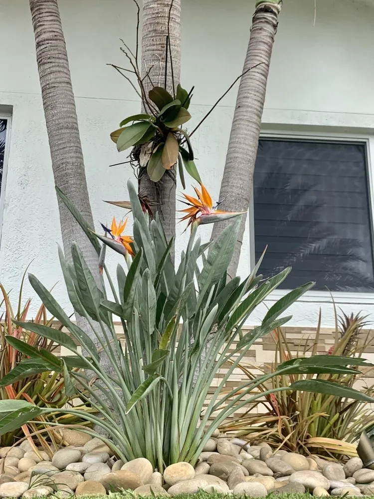 Expert landscape installation in Miami, FL by Simply Landscapes