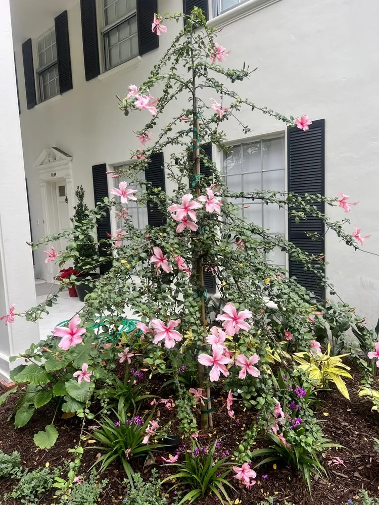 Affordable landscaping services for outdoor upgrades across Miami, FL - Simply Landscapes