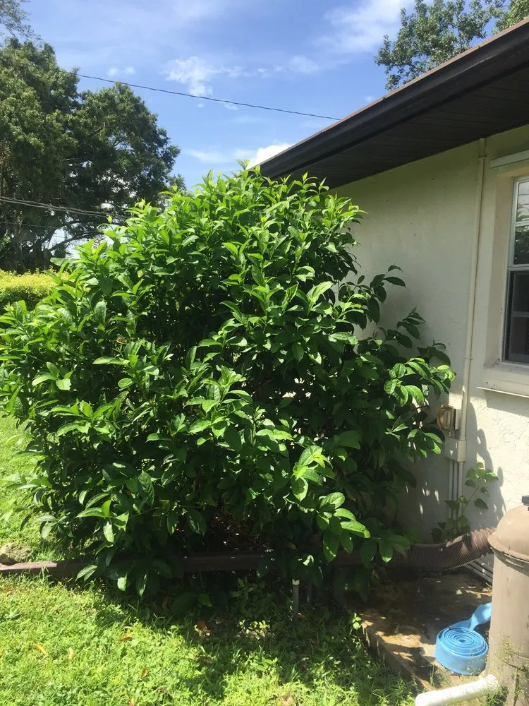 Top-rated yard cleanup service in Port St. Lucie, FL - Simply Lawn Care