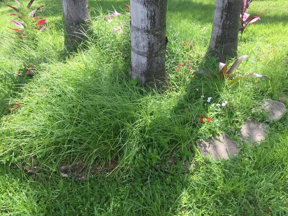 Professional lawn care service in Port St. Lucie, FL by Simply Lawn Care