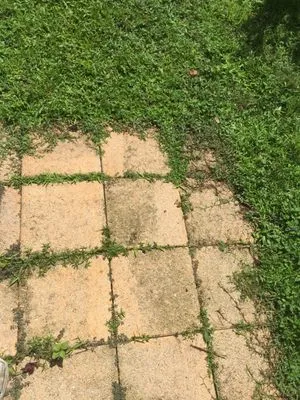 Simply Lawn Care Logo