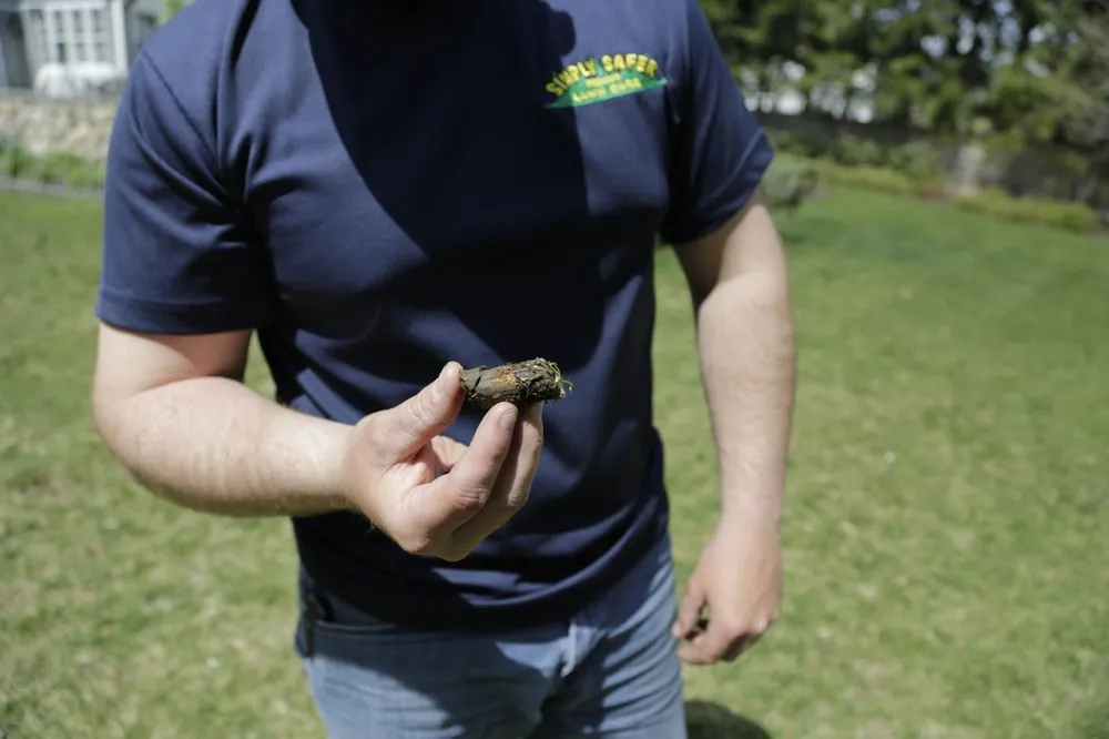 Trusted lawn care service experts serving Wrentham, MA - Simply Safer Premium Lawn Care