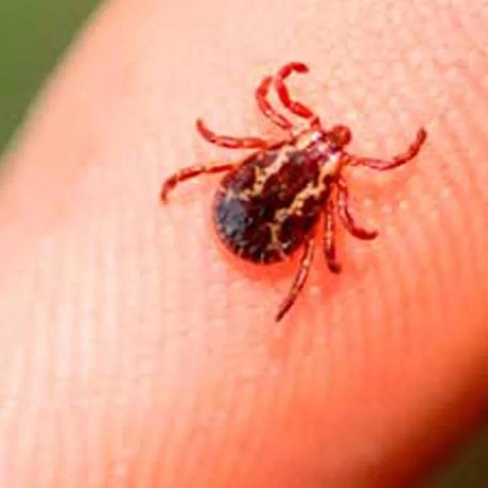 Custom yard maintenance in Wrentham, MA - Simply Safer Premium Lawn Care