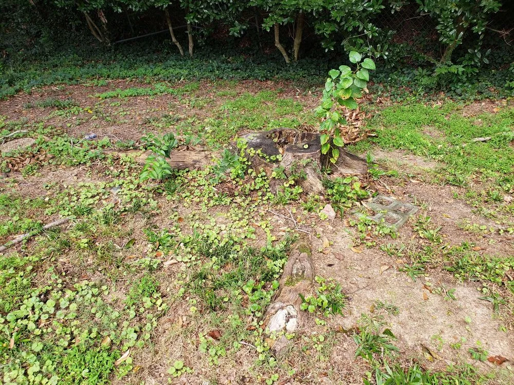 Local outdoor landscaping experts serving Smyrna, GA - Simply Stumps Atlanta