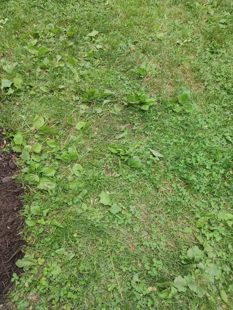 Affordable outdoor landscaping near you in Pequannock Township, NJ by Simply The Best Lawns