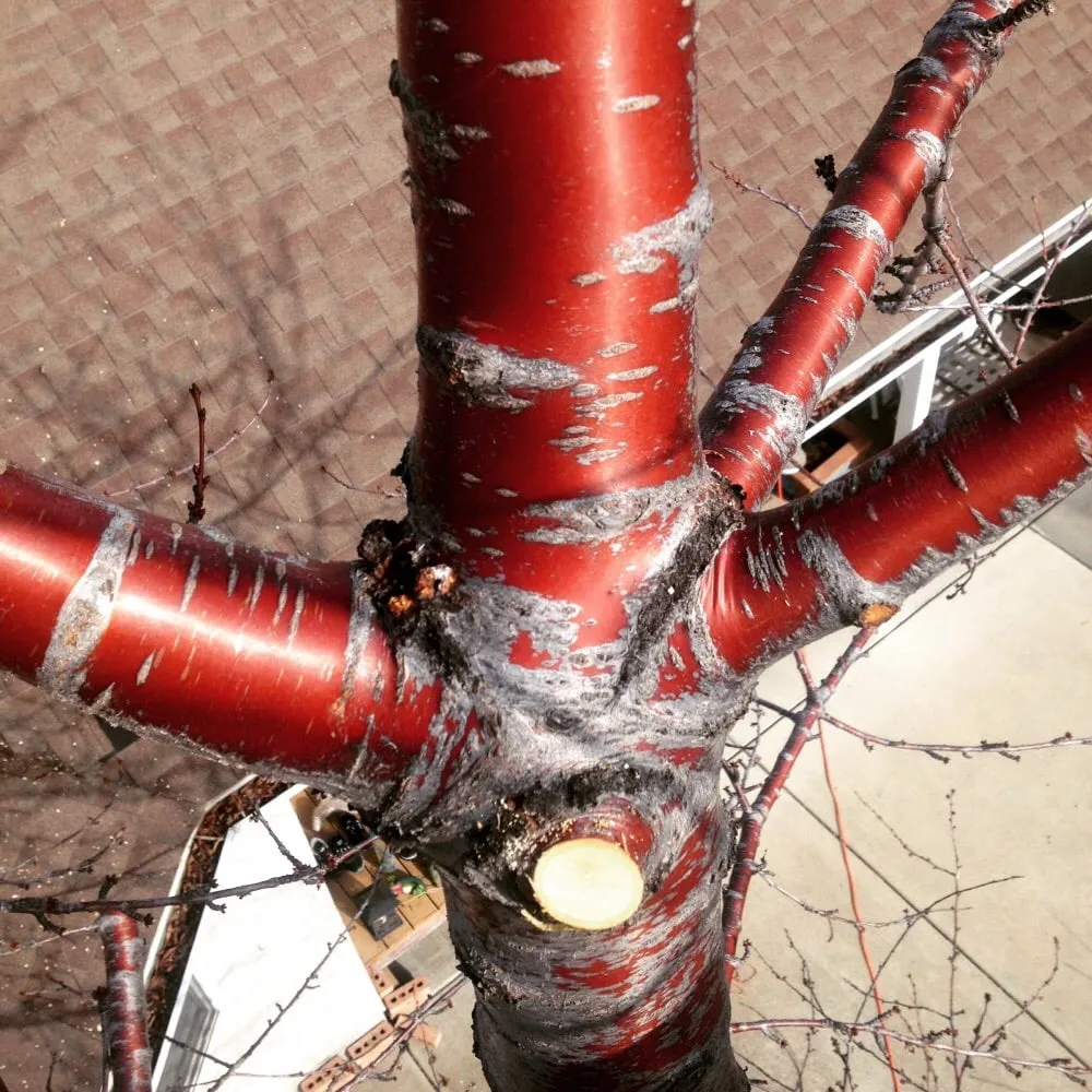 Top-rated garden landscaping for homes across Magna, UT - Simply Trees