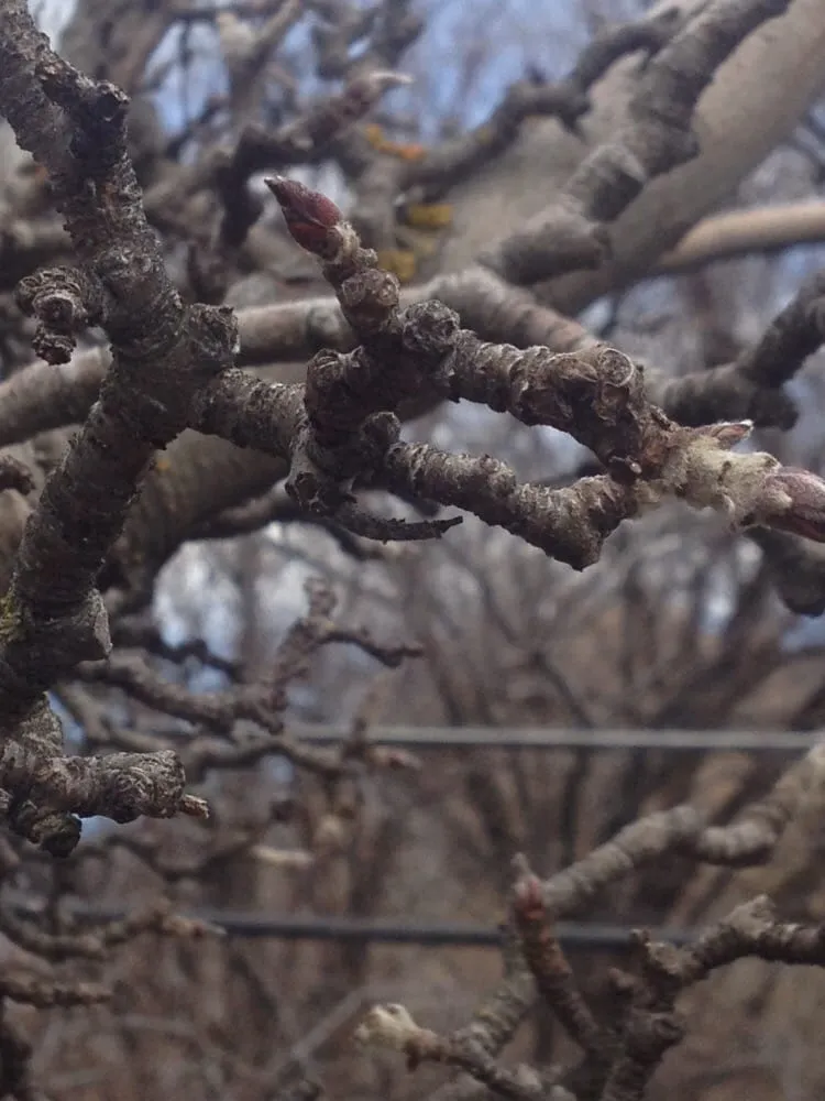 Reliable landscape installation for residential properties in Magna, UT by Simply Trees