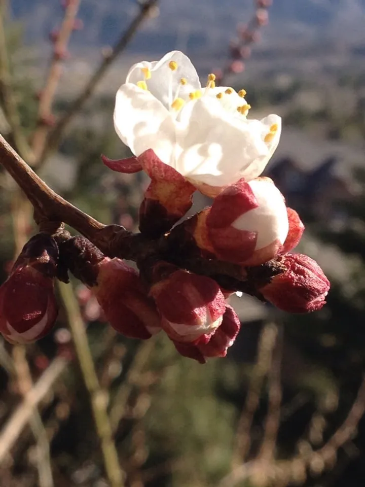 Professional yard cleanup service experts serving Magna, UT - Simply Trees