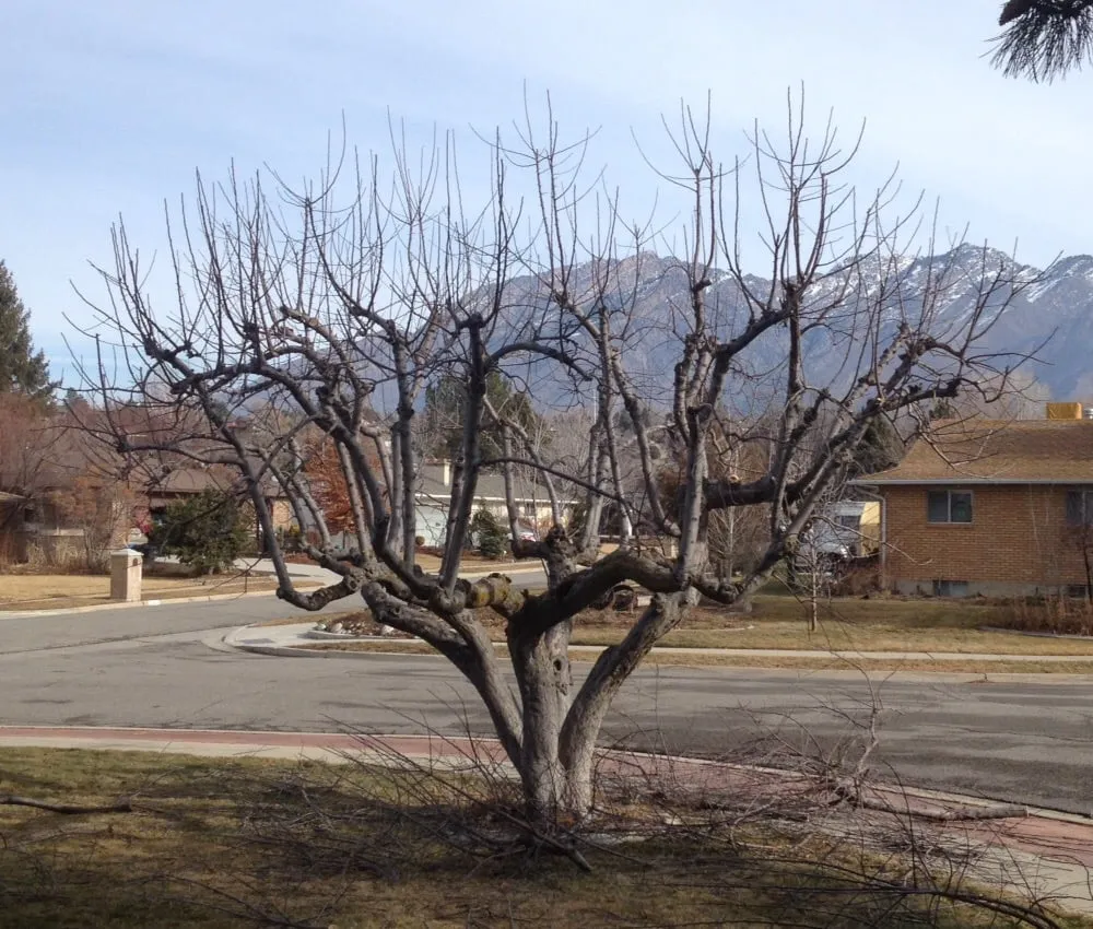 Local garden landscaping with custom design across Magna, UT - Simply Trees