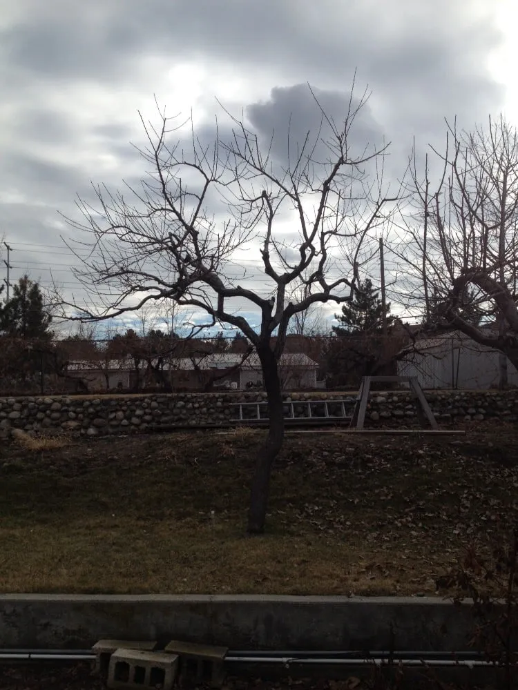 Reliable residential landscaping in Magna, UT - Simply Trees