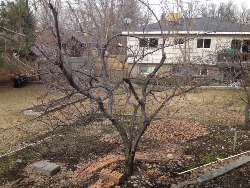 Affordable lawn care service for outdoor upgrades in Magna, UT by Simply Trees