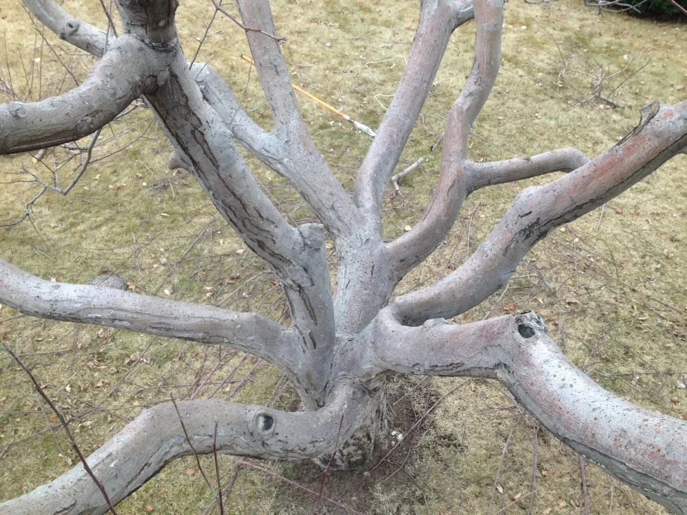 Local outdoor landscaping experts serving Magna, UT - Simply Trees