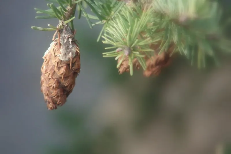 Expert landscape design for beautiful yards across Anacortes, WA - Simply Yards Landscape