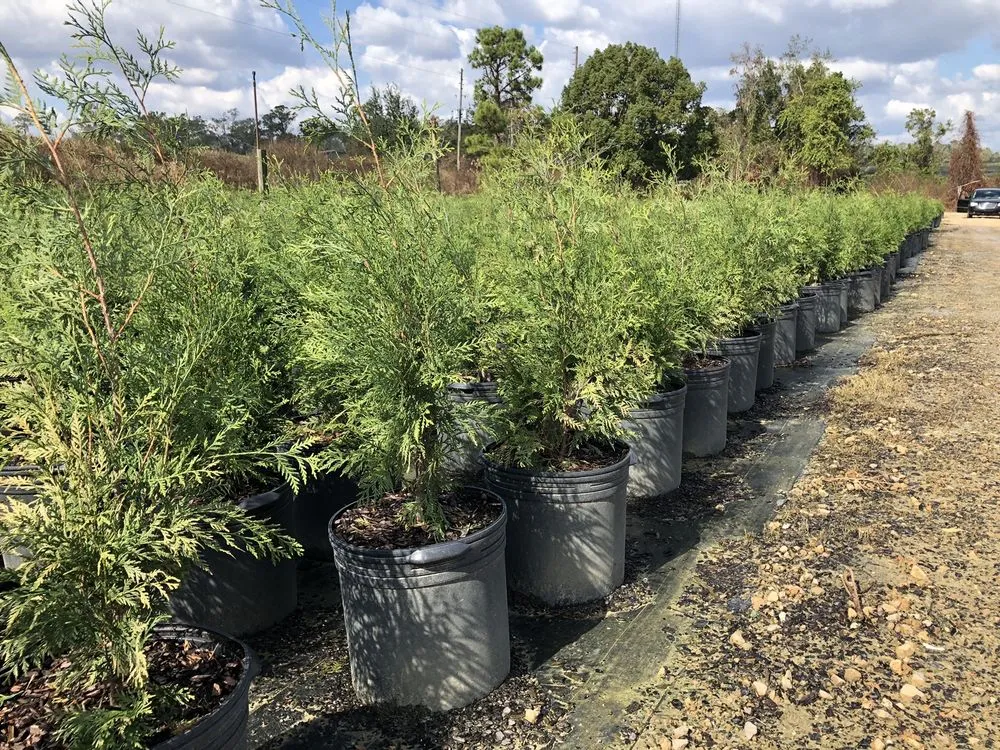 Top-rated residential landscaping in Monticello, FL - Simpson Nurseries