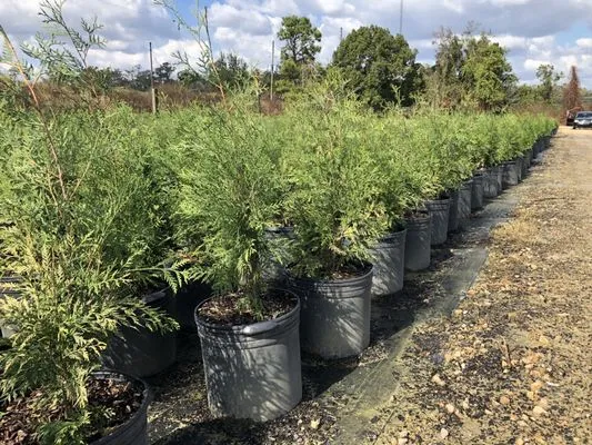 Simpson Nurseries Logo