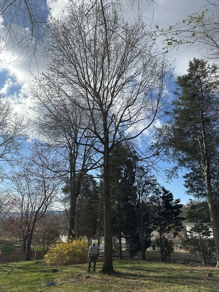 Top-rated lawn care service in Surgoinsville, TN by Sims Tree Pros