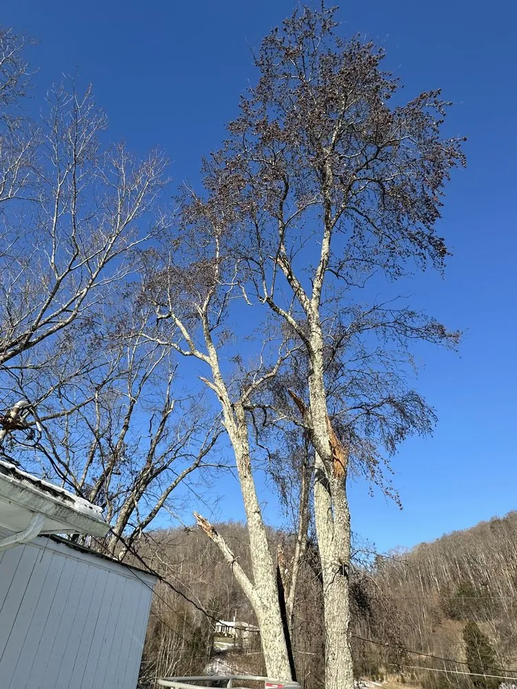 Expert landscape installation for year-round maintenance across Surgoinsville, TN - Sims Tree Pros