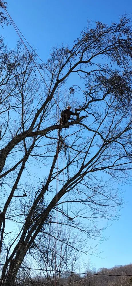 Trusted residential landscaping in Surgoinsville, TN - Sims Tree Pros