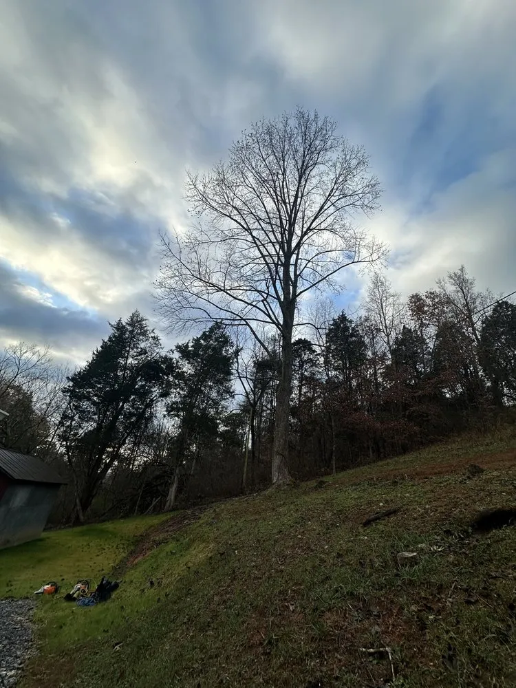 Local yard cleanup service in Surgoinsville, TN - Sims Tree Pros