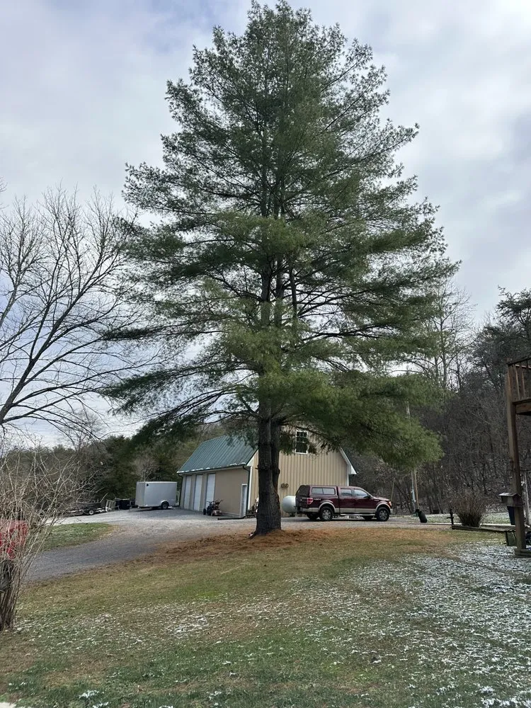 Top-rated yard maintenance for year-round maintenance across Surgoinsville, TN - Sims Tree Pros
