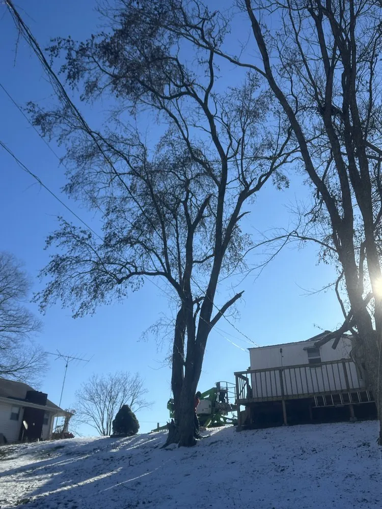 Top-rated yard cleanup service for beautiful yards in Surgoinsville, TN by Sims Tree Pros