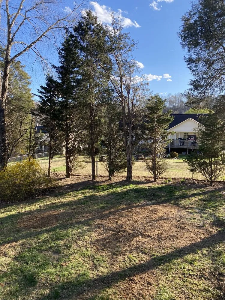 Expert yard cleanup service for year-round maintenance in Surgoinsville, TN by Sims Tree Pros