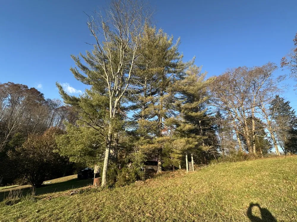 Trusted lawn care service experts serving Surgoinsville, TN - Sims Tree Pros