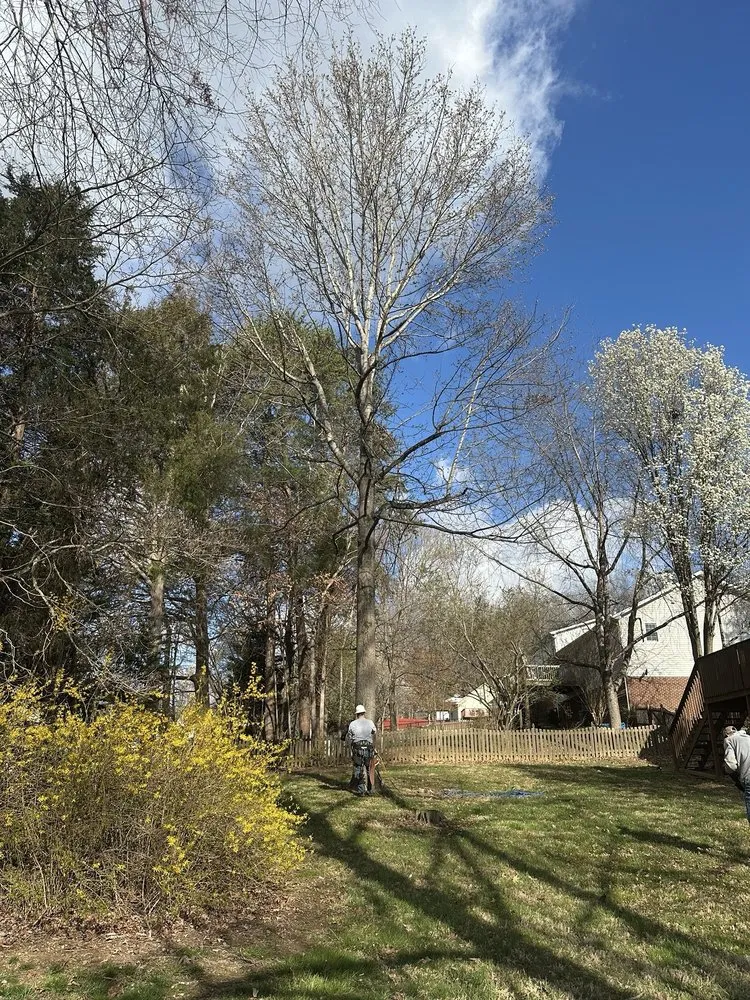 Local landscape design in Surgoinsville, TN by Sims Tree Pros