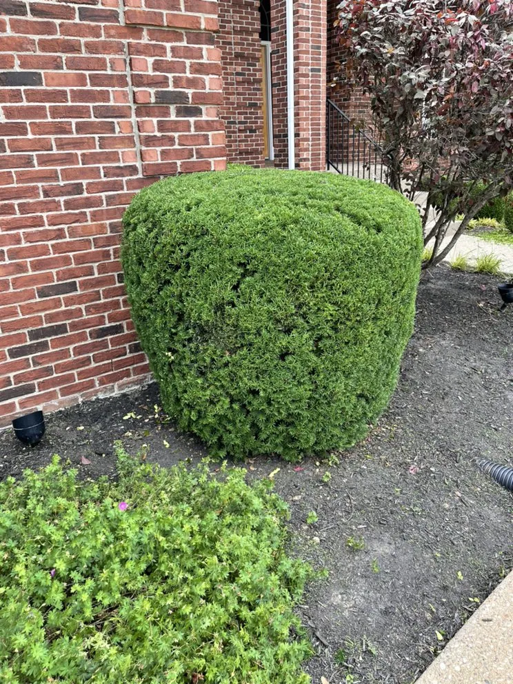 Custom landscape installation for year-round maintenance in Louisville, KY by Sinai lawn care