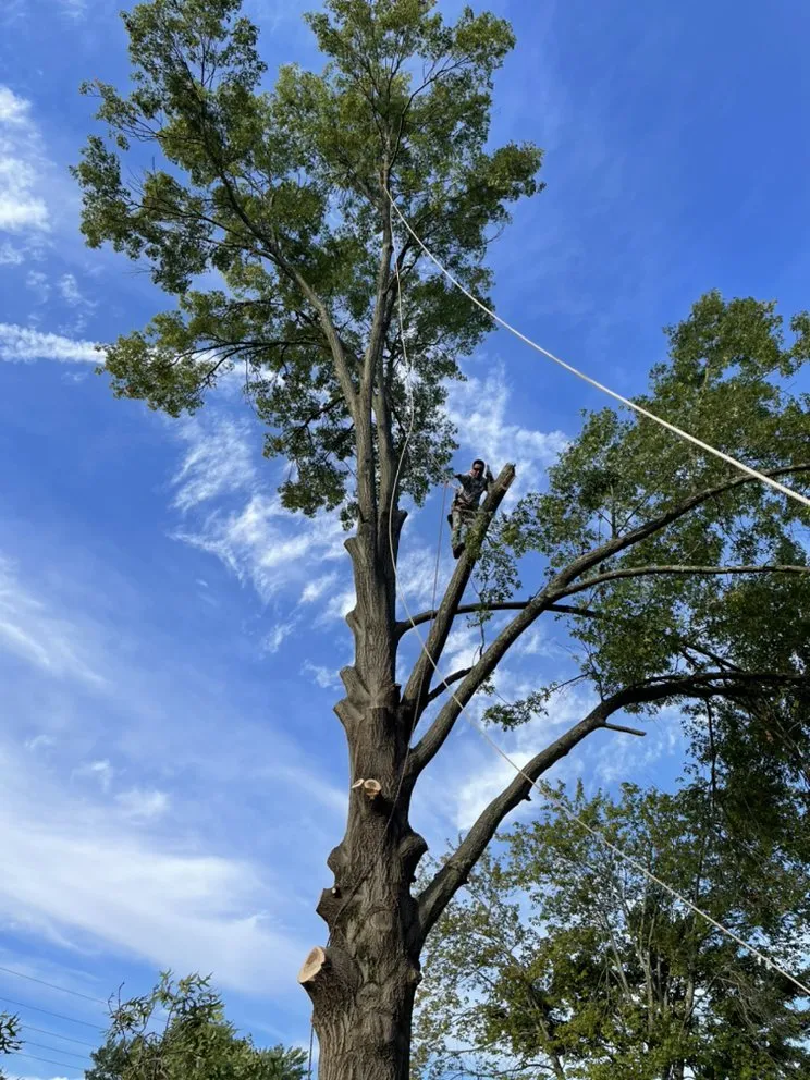 Reliable garden landscaping for year-round maintenance in Louisville, KY by Sinai lawn care