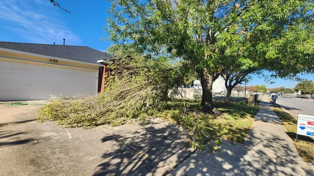 Custom yard maintenance in Austin, TX - Sinai Tree and Lawn Care Experts