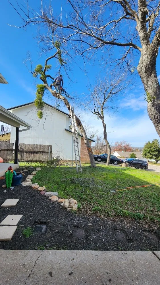 Trusted lawn care service for beautiful yards in Austin, TX by Sinai Tree and Lawn Care Experts