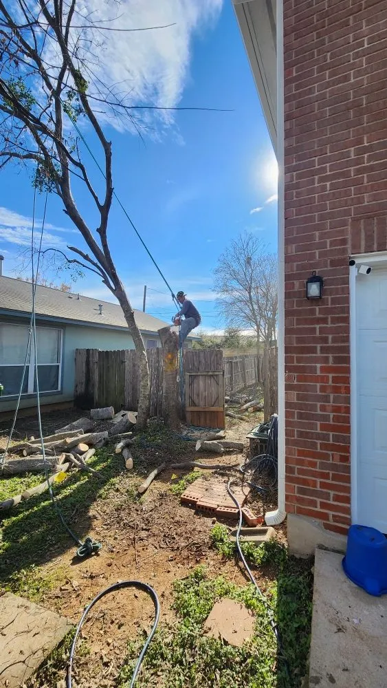 Expert lawn mowing service in Austin, TX by Sinai Tree and Lawn Care Experts