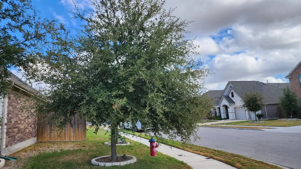 Top-rated residential landscaping for beautiful yards across Austin, TX - Sinai Tree and Lawn Care Experts