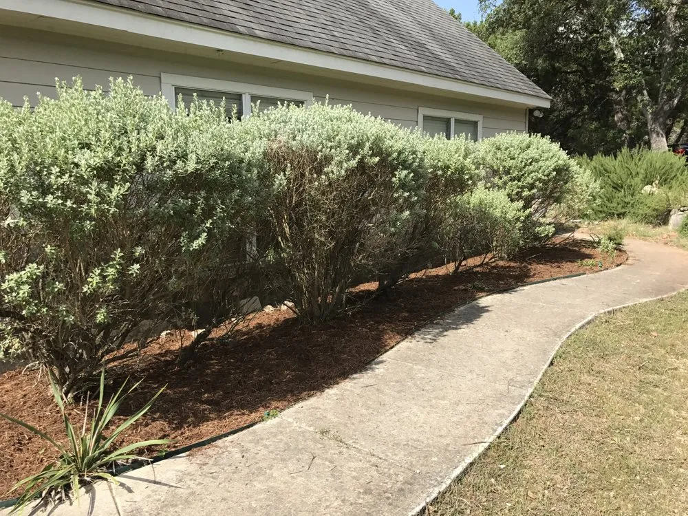 Affordable lawn care service for beautiful yards across Bulverde, TX - Singer Services