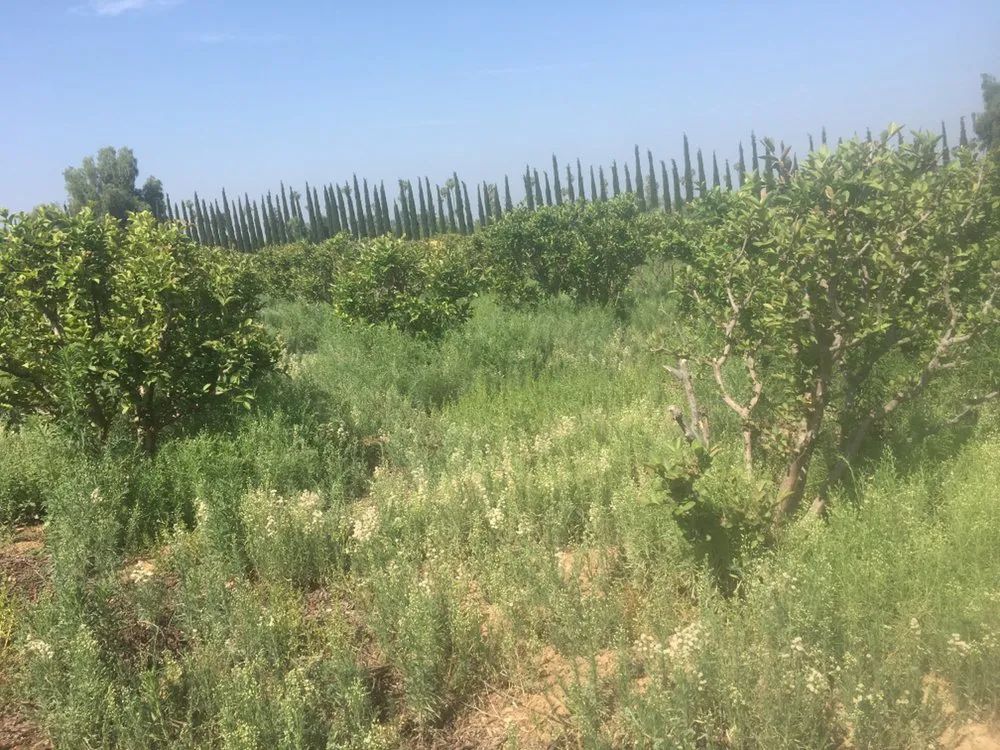 Expert garden landscaping experts serving Corona, CA - Singh's landscaping inc