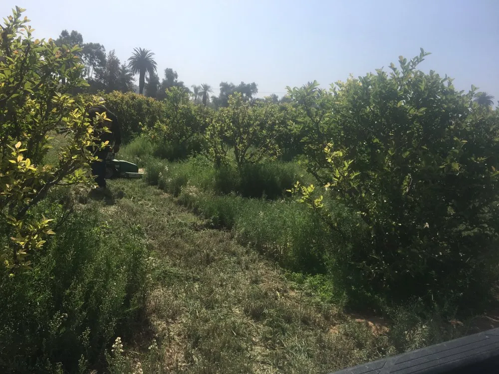 Reliable landscaping services in Corona, CA - Singh's landscaping inc