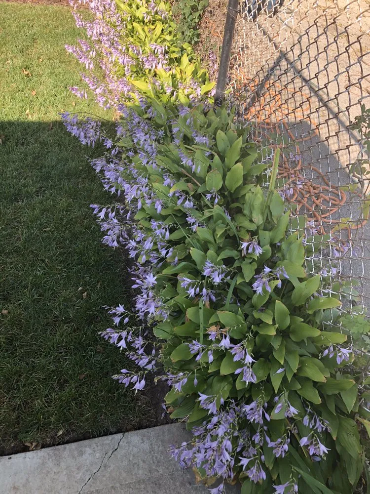 Custom landscape design in Chicago, IL - Singleton Landscaping and Tree