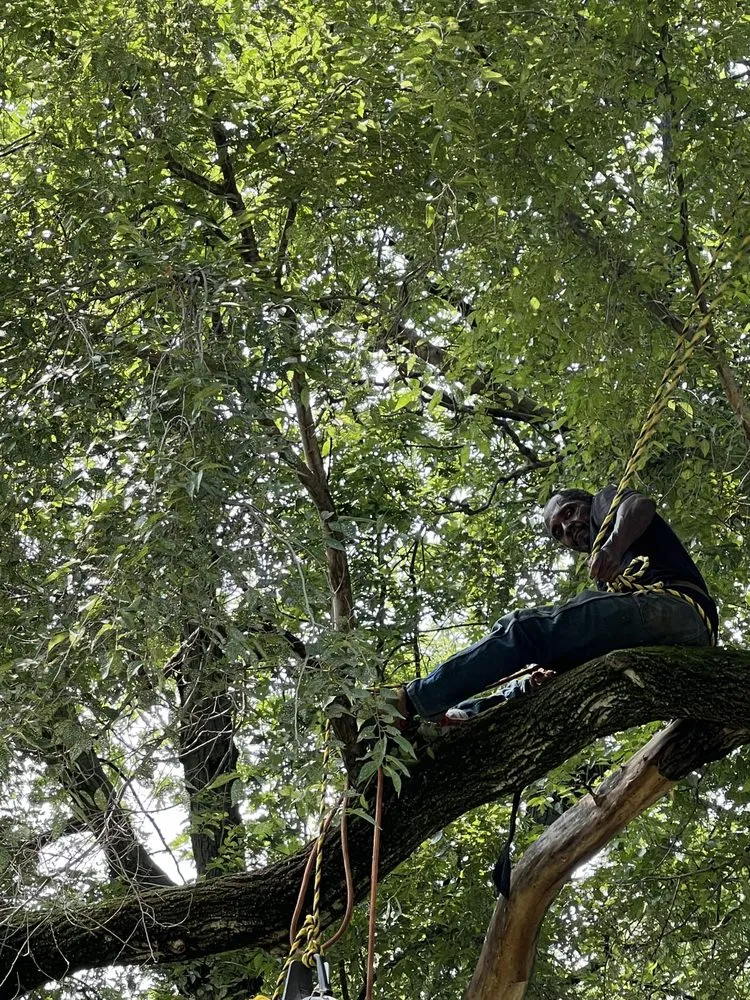 Trusted yard maintenance for outdoor upgrades across Chicago, IL - Singleton Landscaping and Tree