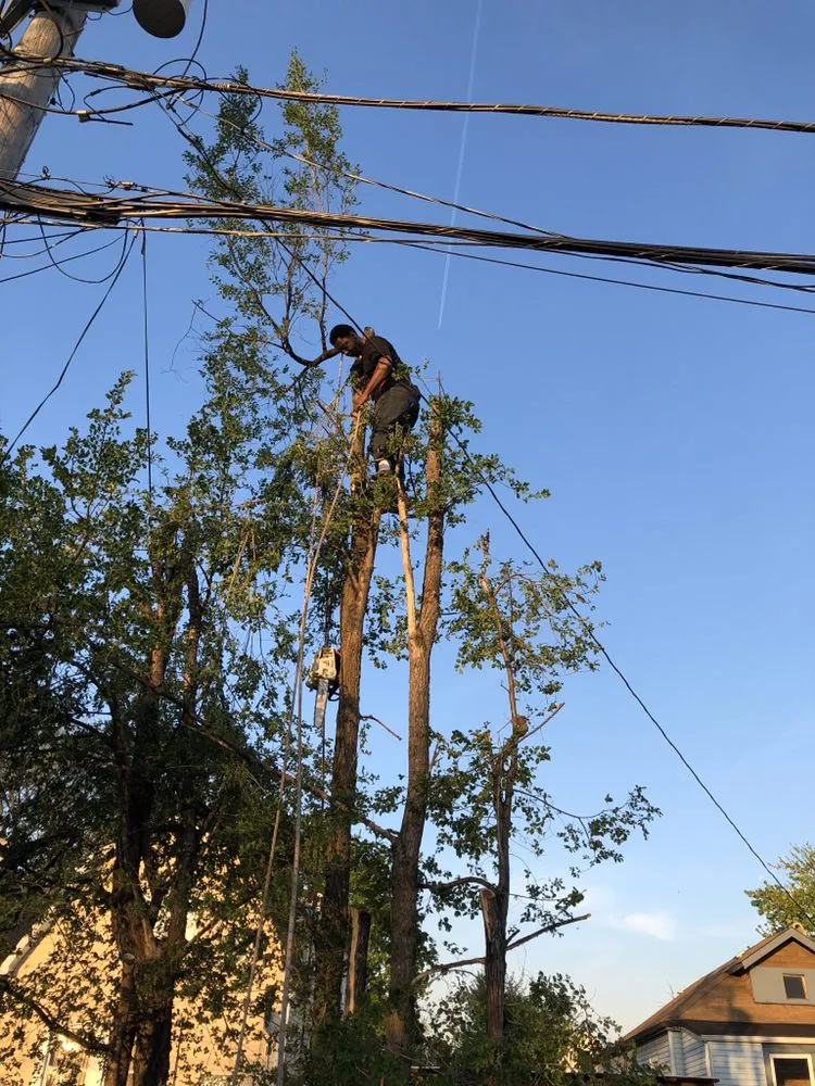 Top-rated yard cleanup service for outdoor upgrades across Chicago, IL - Singleton Landscaping and Tree