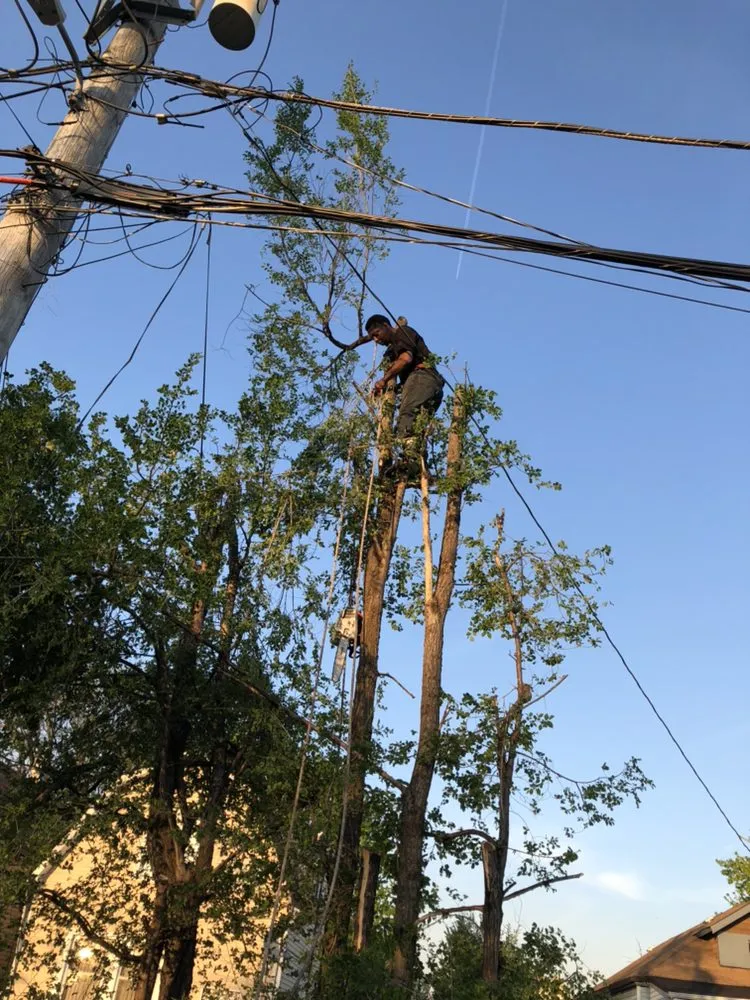 Reliable landscape installation for beautiful yards across Chicago, IL - Singleton Landscaping and Tree